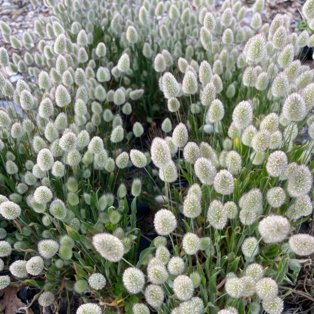 Grass, Bunny Tails