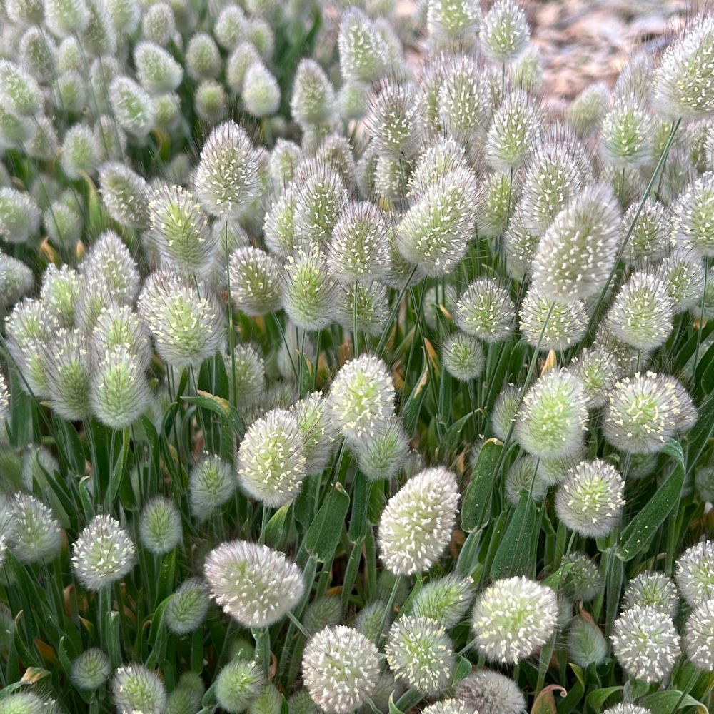 The Gardener's Workshop Bunny Tails Grass - Thumbnail 2