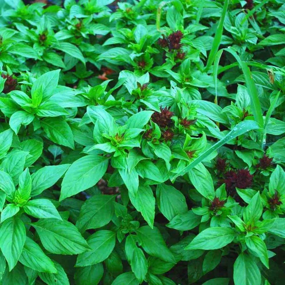 Basil, Cardinal – The Gardener's Workshop