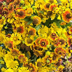 Helenium, 'Red & Gold Hybrids' - The Gardener's Workshop