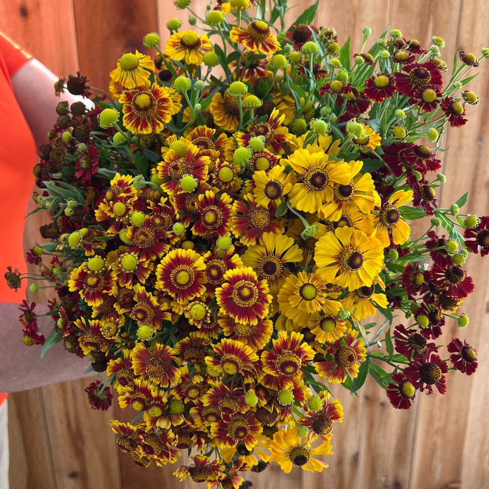 Helenium, 'Red & Gold Hybrids'