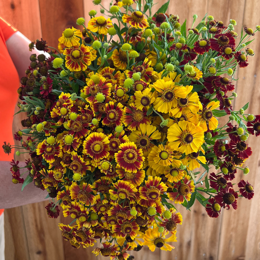 Helenium, 'Red & Gold Hybrids'