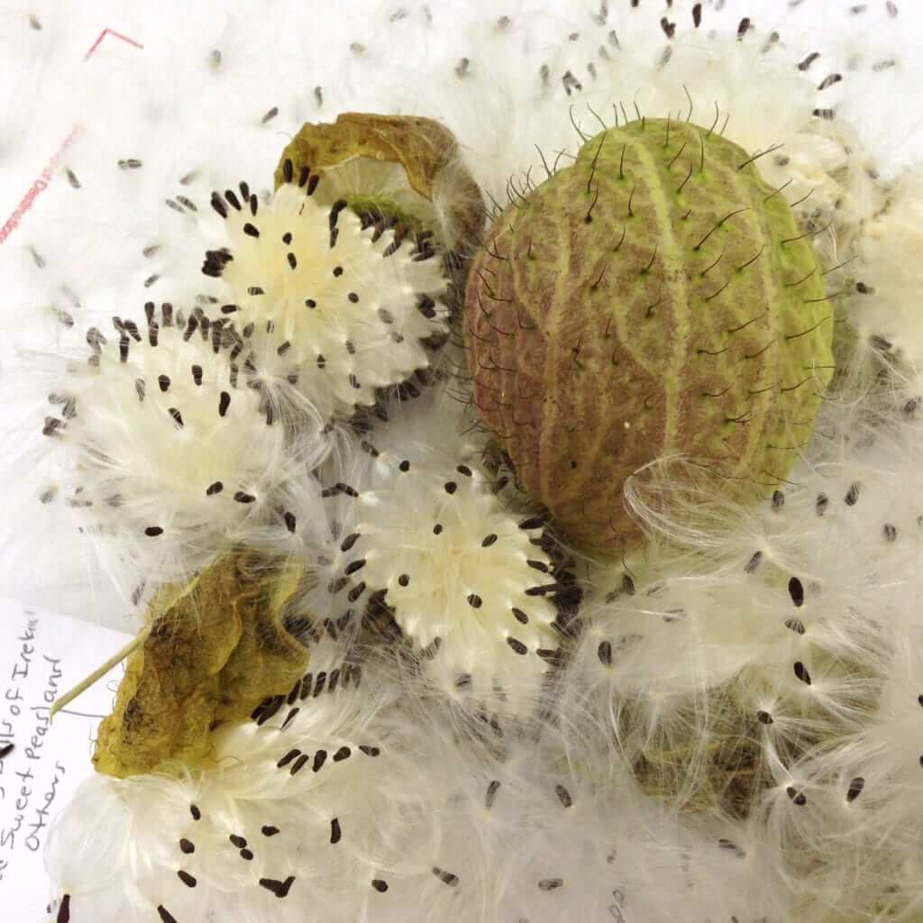 hairy balls plant seeds Hairy Balls