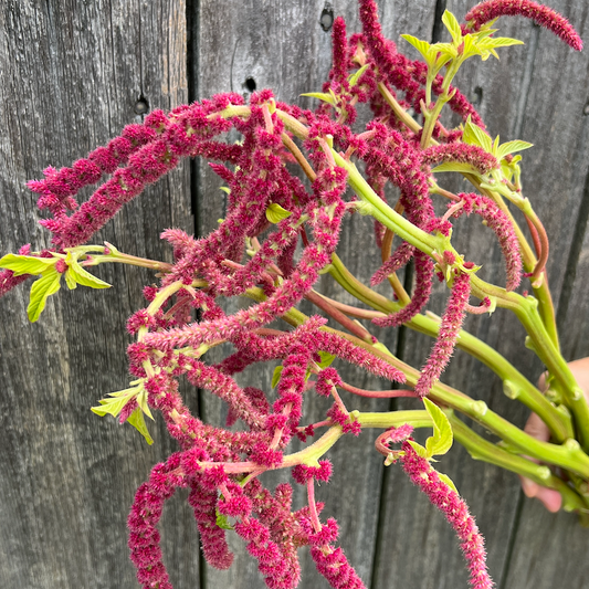 IMG_5010 2 amaranth love lies bleeding copy