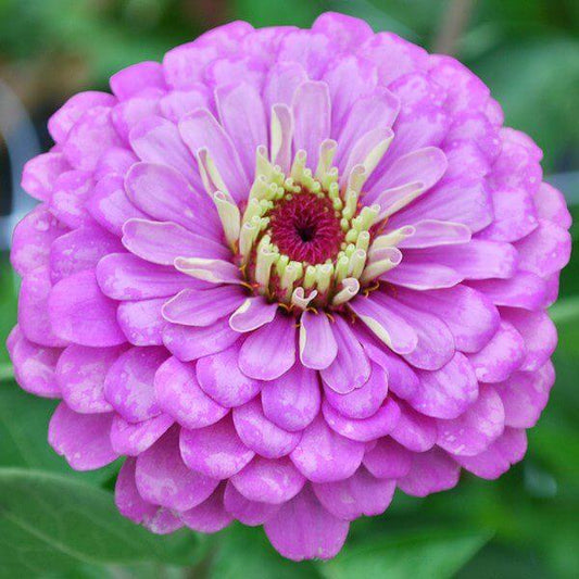 Lilac Zinnia for the web