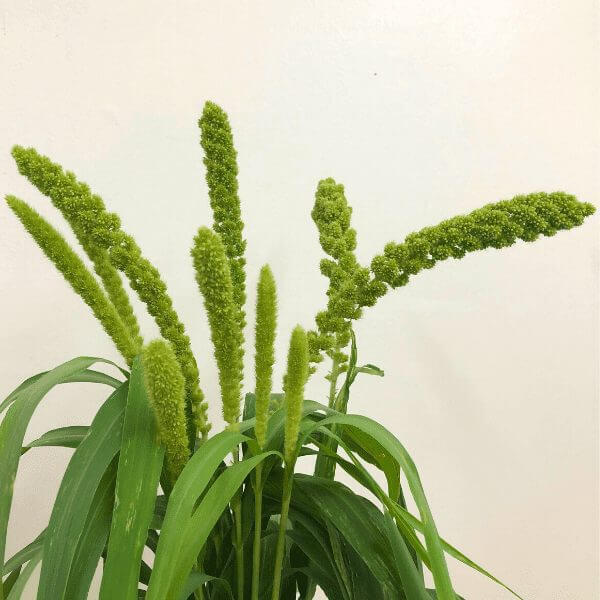 Lime light millet 600