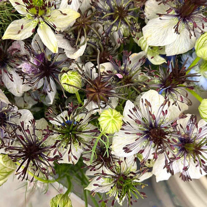 Love-in-a-Mist_ African Bride