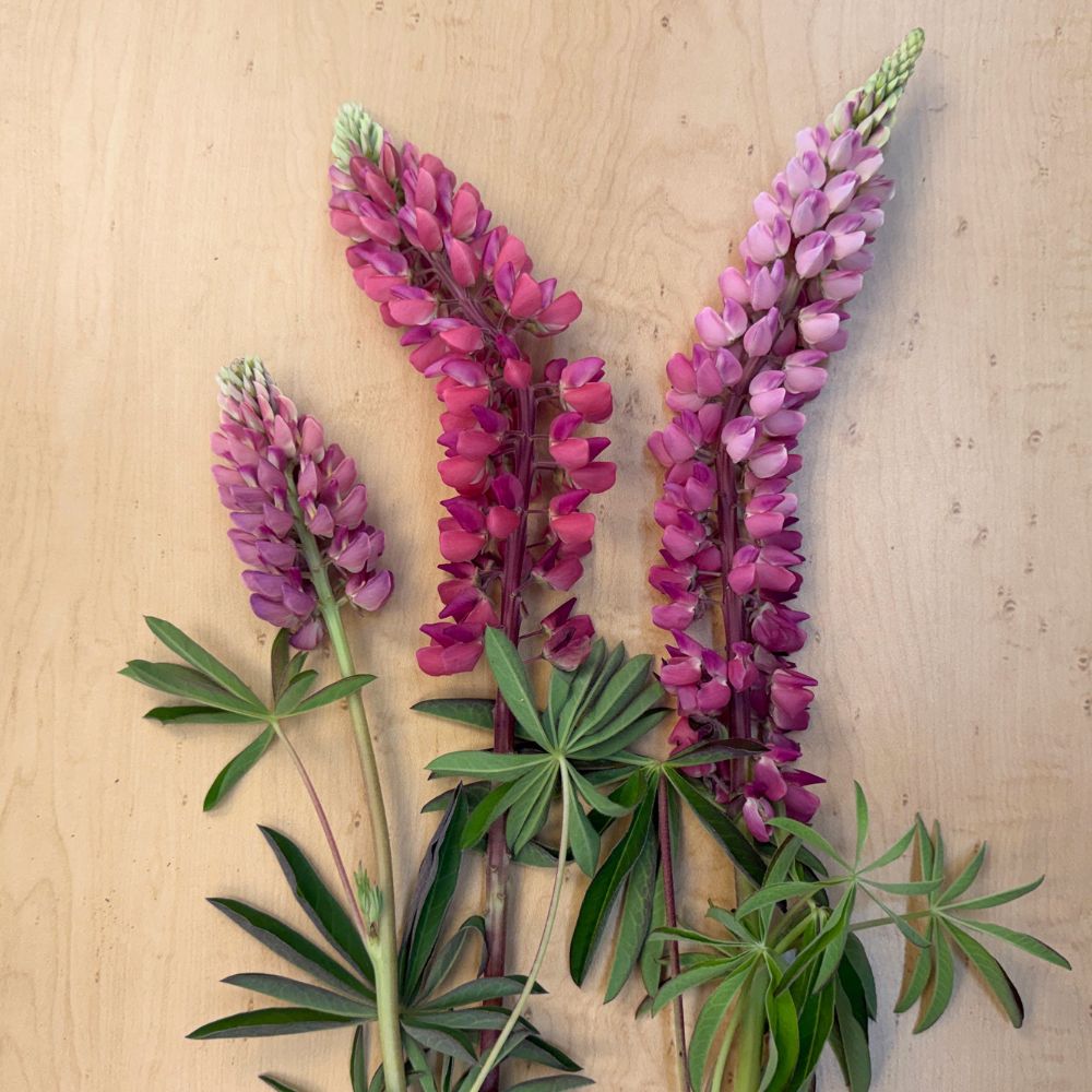 Lupine, Russell's Formula Mix