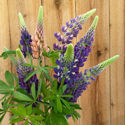 Lupine, Russell's Formula Mix