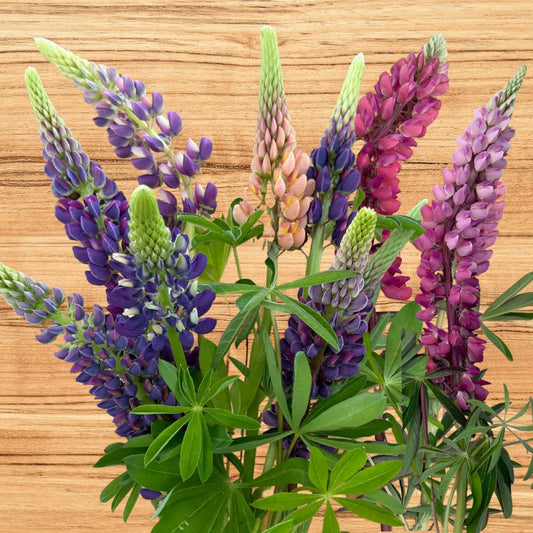 Lupine, Russell's Formula Mix