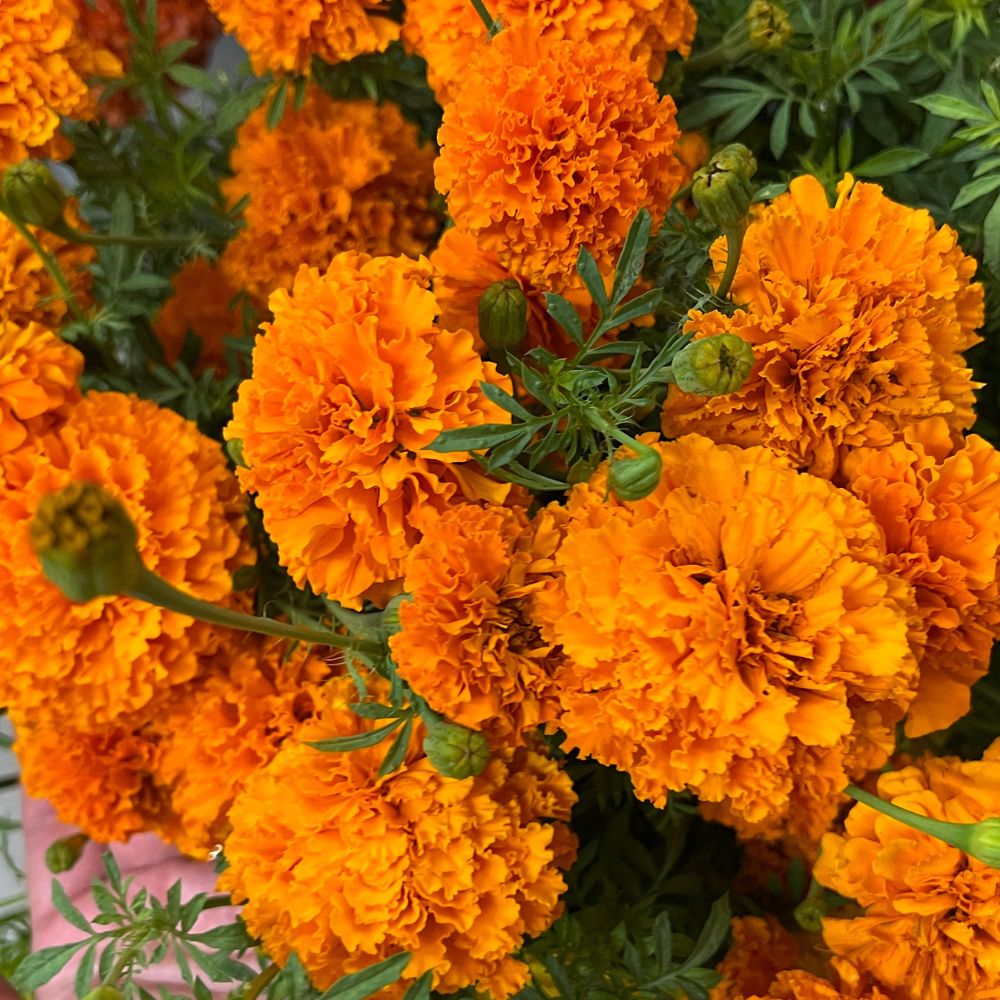 Marigold, Coco™ Deep Orange