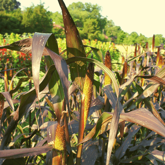 Millet Purple Majesty