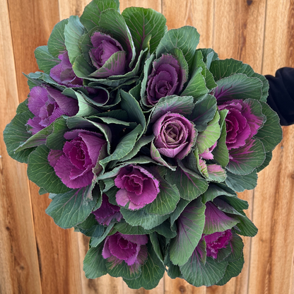 potted kale plant Ornamental Kale, Crane Red (F1) – The Gardener's Workshop