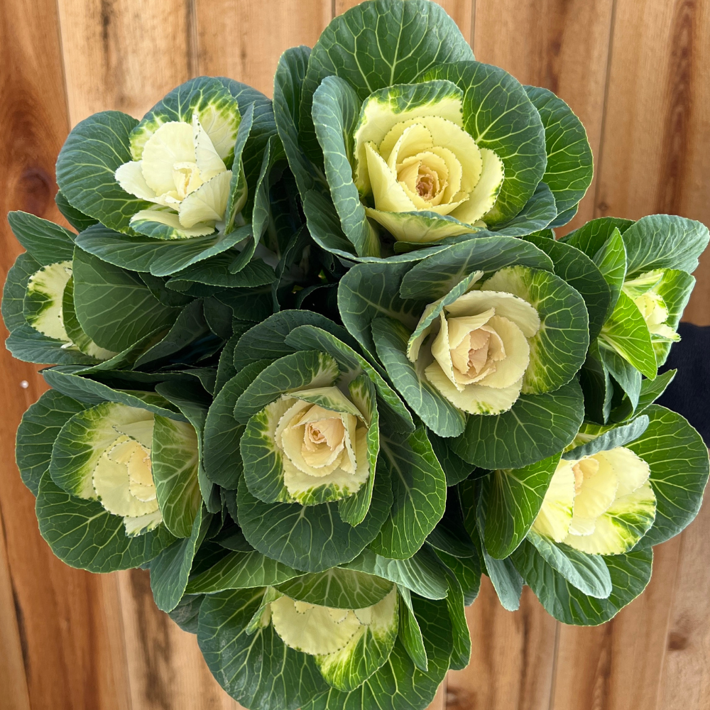 Ornamental Kale, Crane White (F1)