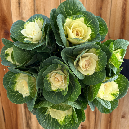 Ornamental Kale, Crane White (F1)
