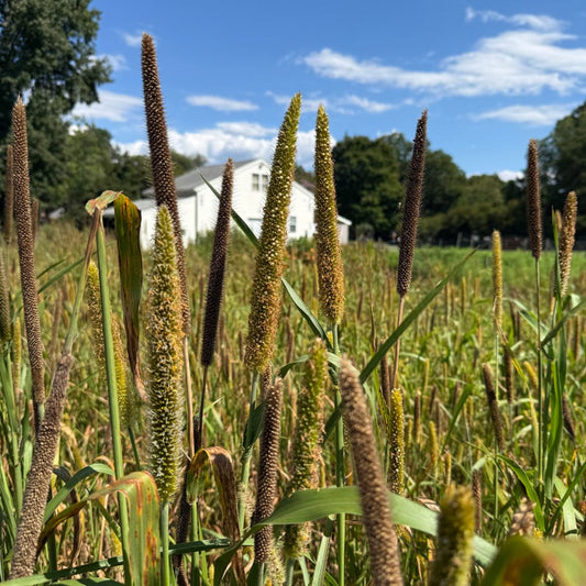 Cover Crop Seed, Pearl Millet*
