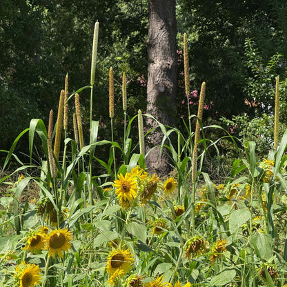 Cover Crop Seed, Pearl Millet*