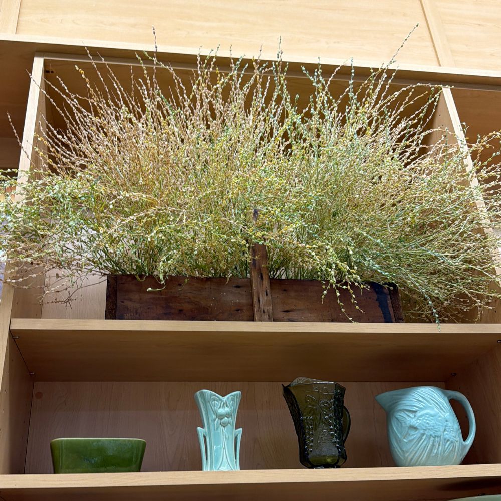 Persian Cress