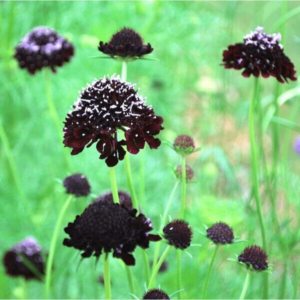 Pincushion Black Knight