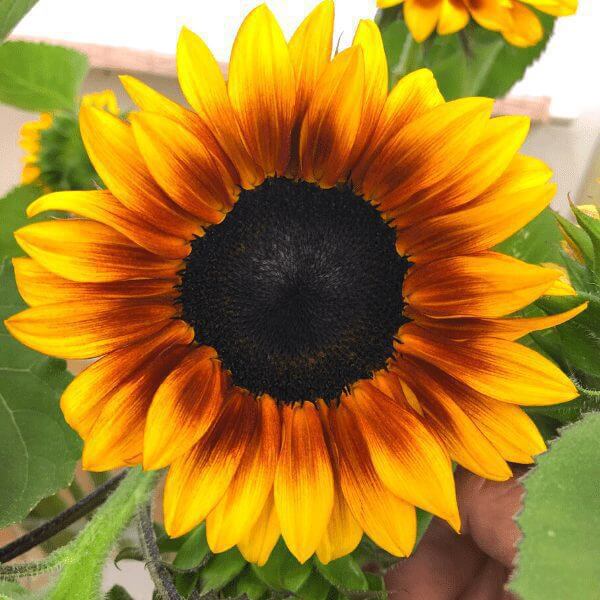 pro cut flower seeds Sunflower, TGW ProCut Mix 50 Seeds