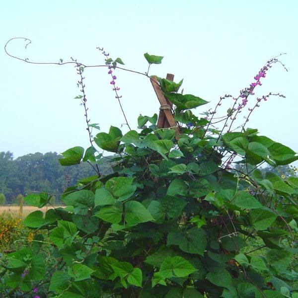 hyacinth bean plant seeds Hyacinth Bean, Ruby Moon