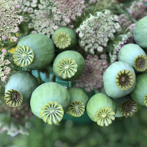 opiate plant seeds Poppy, Giant Pod 200 Seeds