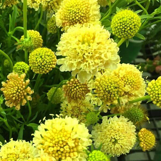 All Flower Seeds Page 10 thegardenersworkshop All Flower Seeds Page 10 thegardenersworkshop