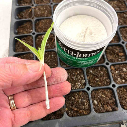 Using Rooting Powder Rooting Powder - ferit-lome - Gardening - The Gardener's Workshop