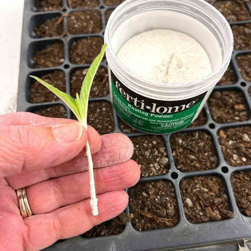 Rooting Powder - ferit-lome - Gardening - The Gardener's Workshop