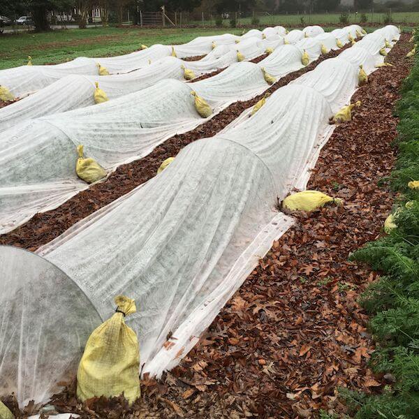 Using Floating Row Covers How To Build Row Covers (and Protect Your