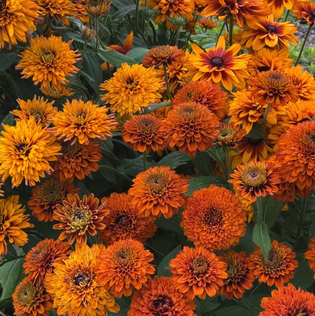 Rudbeckia Cherokee Sunset