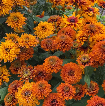 Rudbeckia Cherokee Sunset