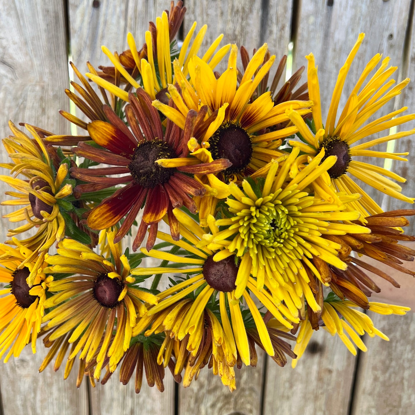 Rudbeckia, Chim Chiminee IMG_3054