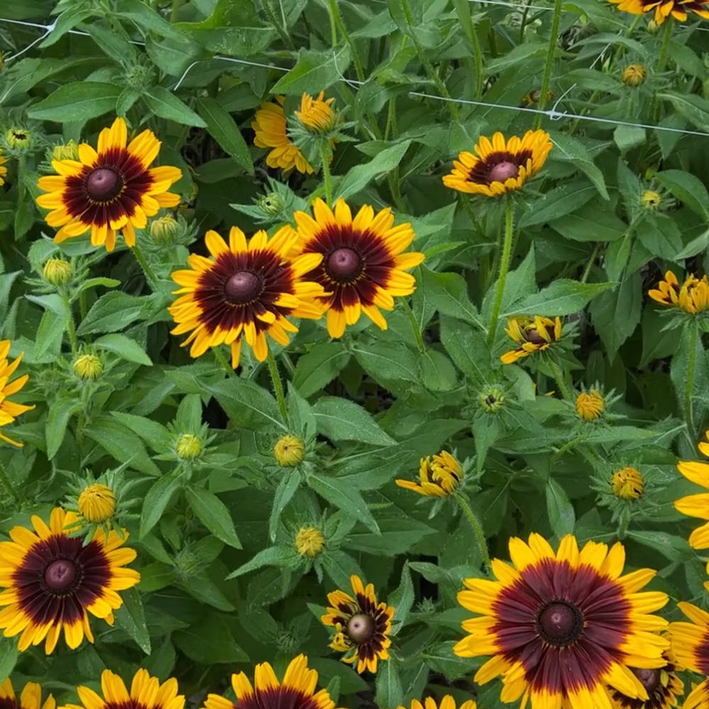 Rudbeckia Denver Daisy