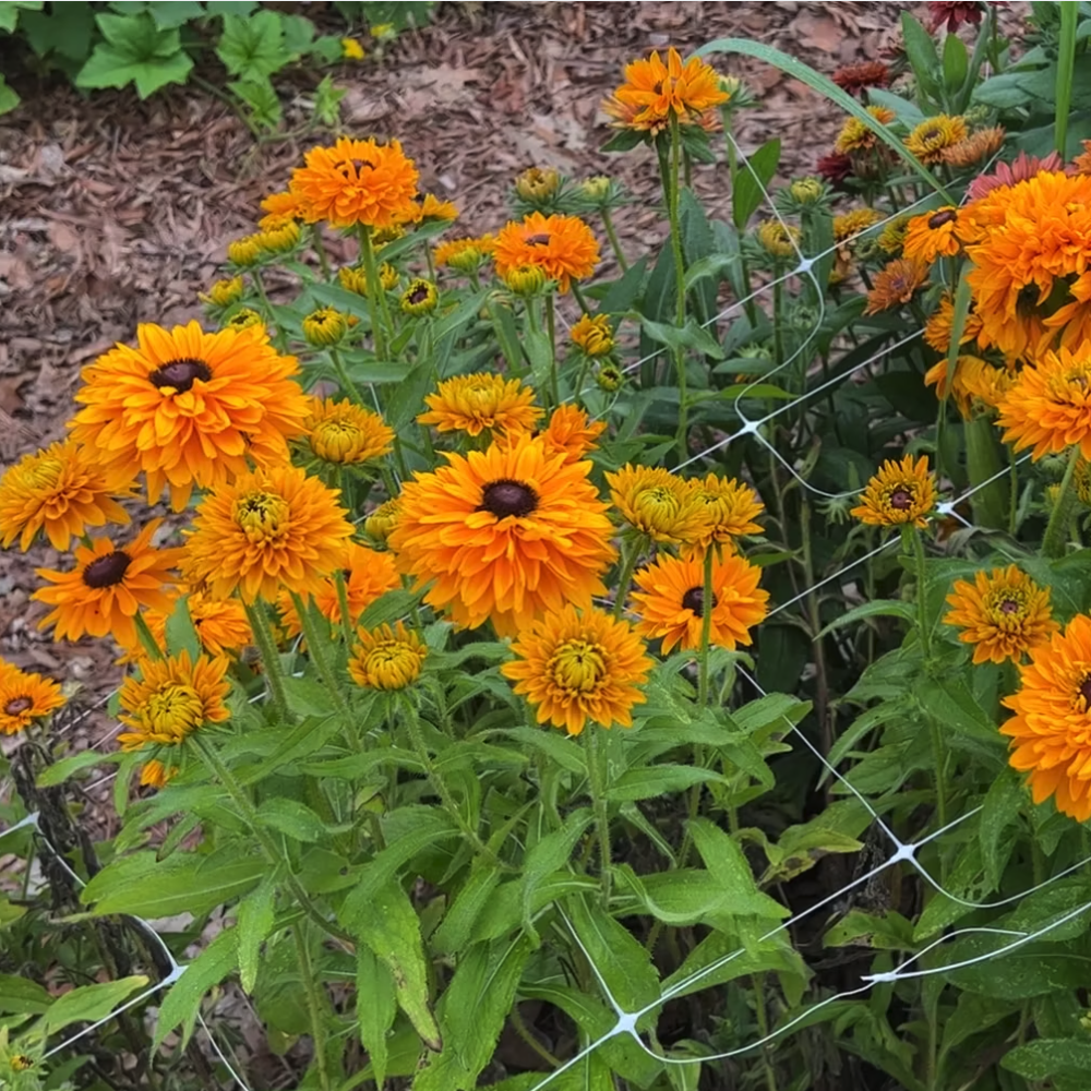 Rudbeckia Goldilocks