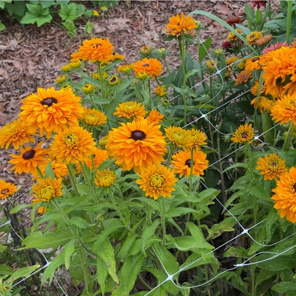 Rudbeckia Goldilocks