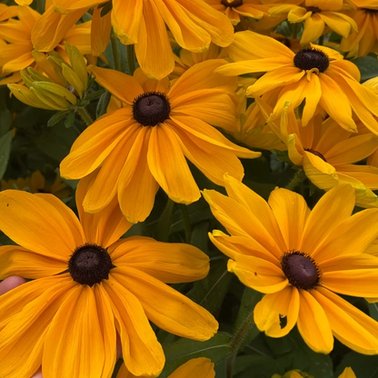 Rudbeckia Indian Summer