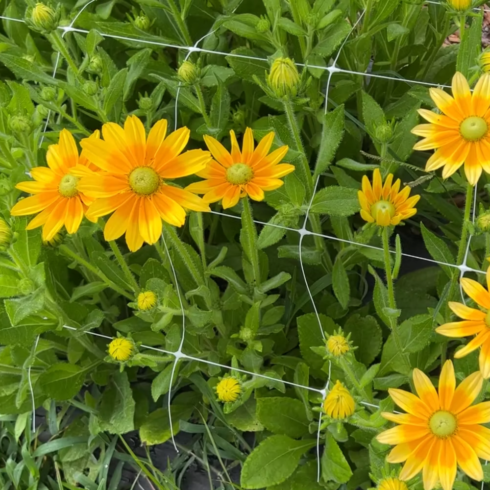 Rudbeckia Prairie Sun