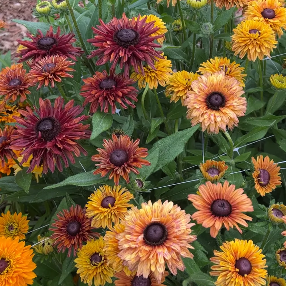 Rudbeckia Sahara