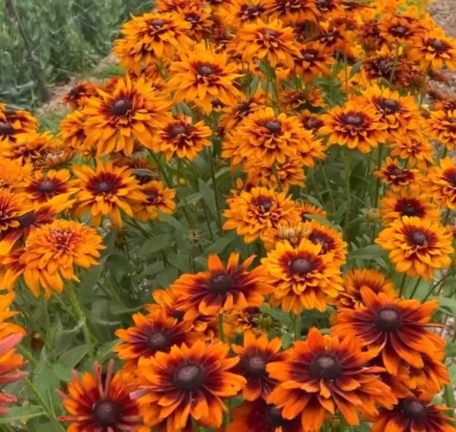 Rudbeckia video