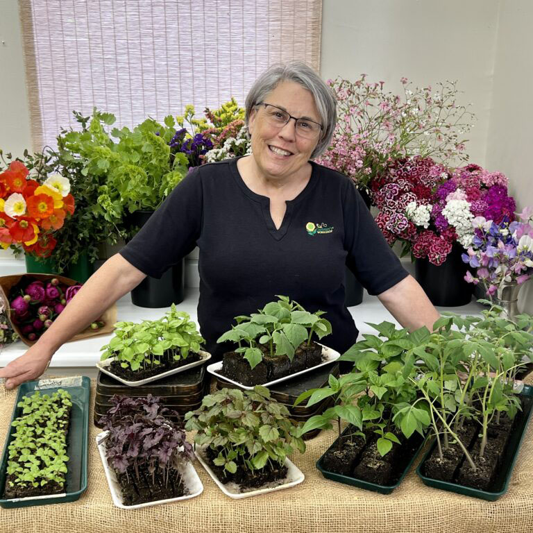 seeds for planting online Seed Starting Made Easy Online Mini-Workshop
