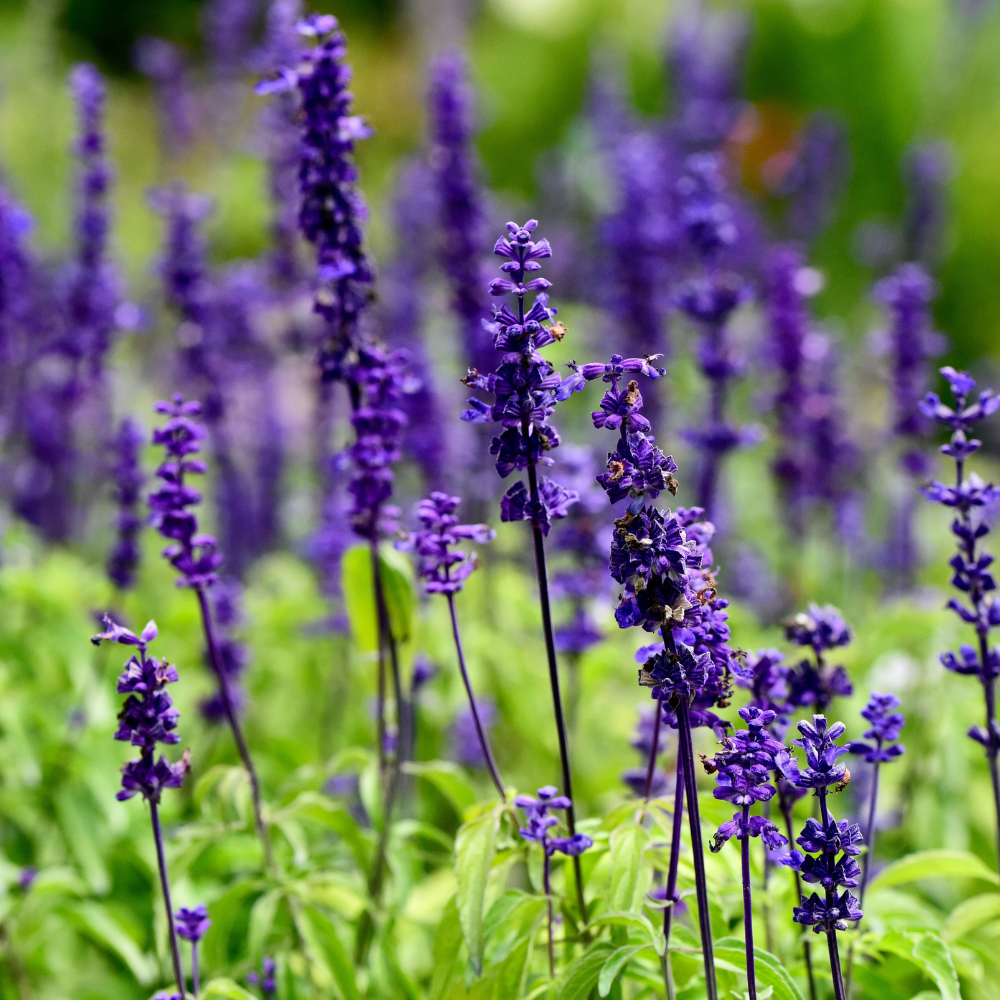 Salvia, Blue Bedder