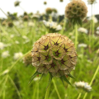 Scabiosa-ping-pong-600-1.jpg