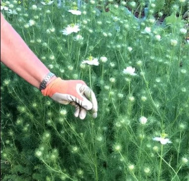 middlemist flower seeds Seed, Love-in-a-Mist Series