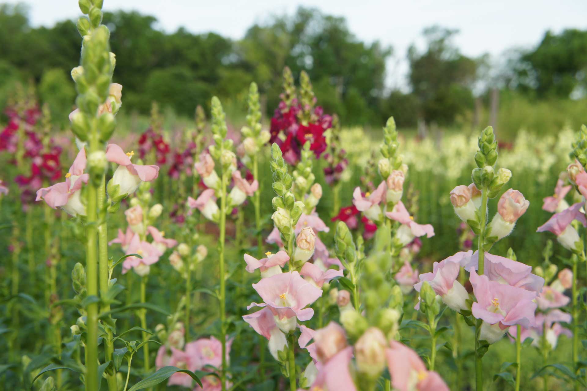 Cool Flowers from Seed to Harvest - The Gardener's Workshop