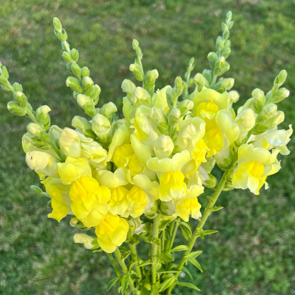 Snapdragon, Opus III Yellow