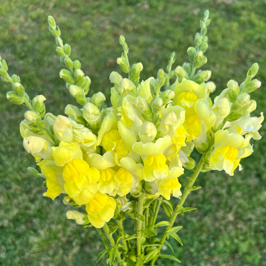 Snapdragon, Opus III Yellow