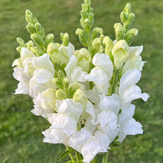 Snapdragon, Opus IIIIV Fresh White