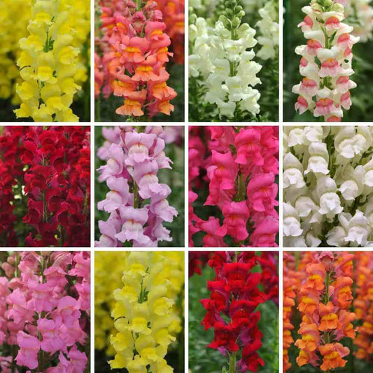 Snapdragon potomac mix