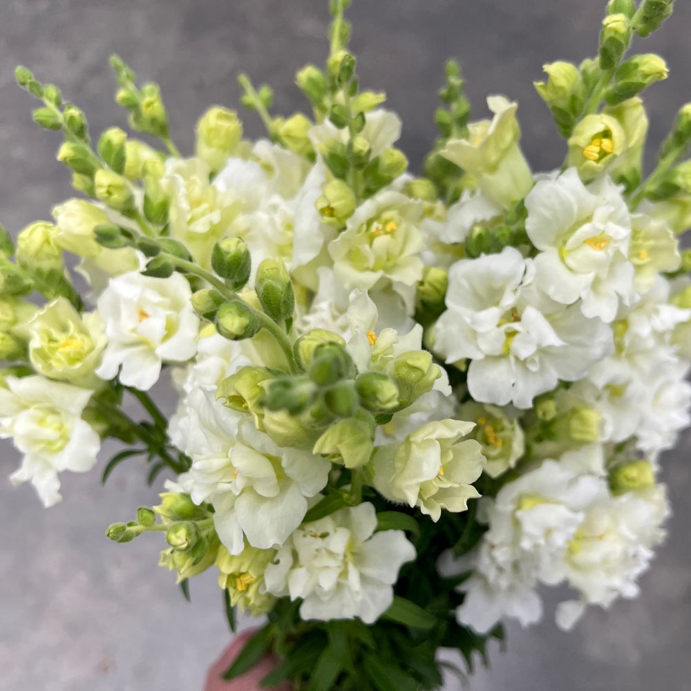 Snapdragon, Madame Butterfly™ Ivory